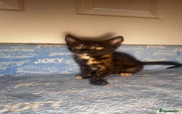 Mixed Breed cats for sale: 3 Lovely Kittens - Image 13