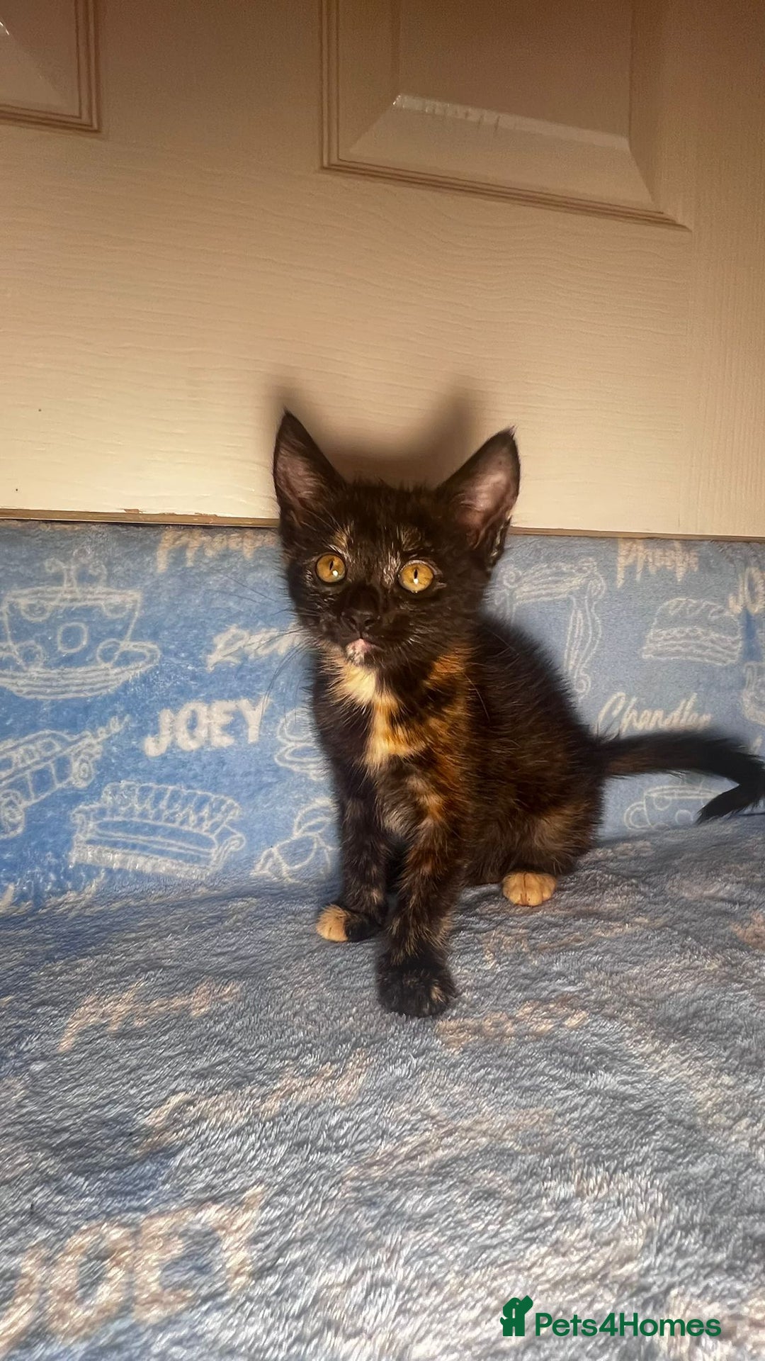 Mixed Breed cats for sale: 3 Lovely Kittens - Image 13