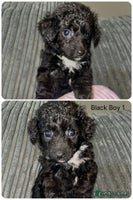 Shihpoo dogs Ready Now Stunning Shihpoo X sproodle puppies - Advert 7