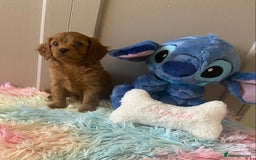 Cavapoo dogs for sale: Gorgeous F2 cavapoo girls - Image 4