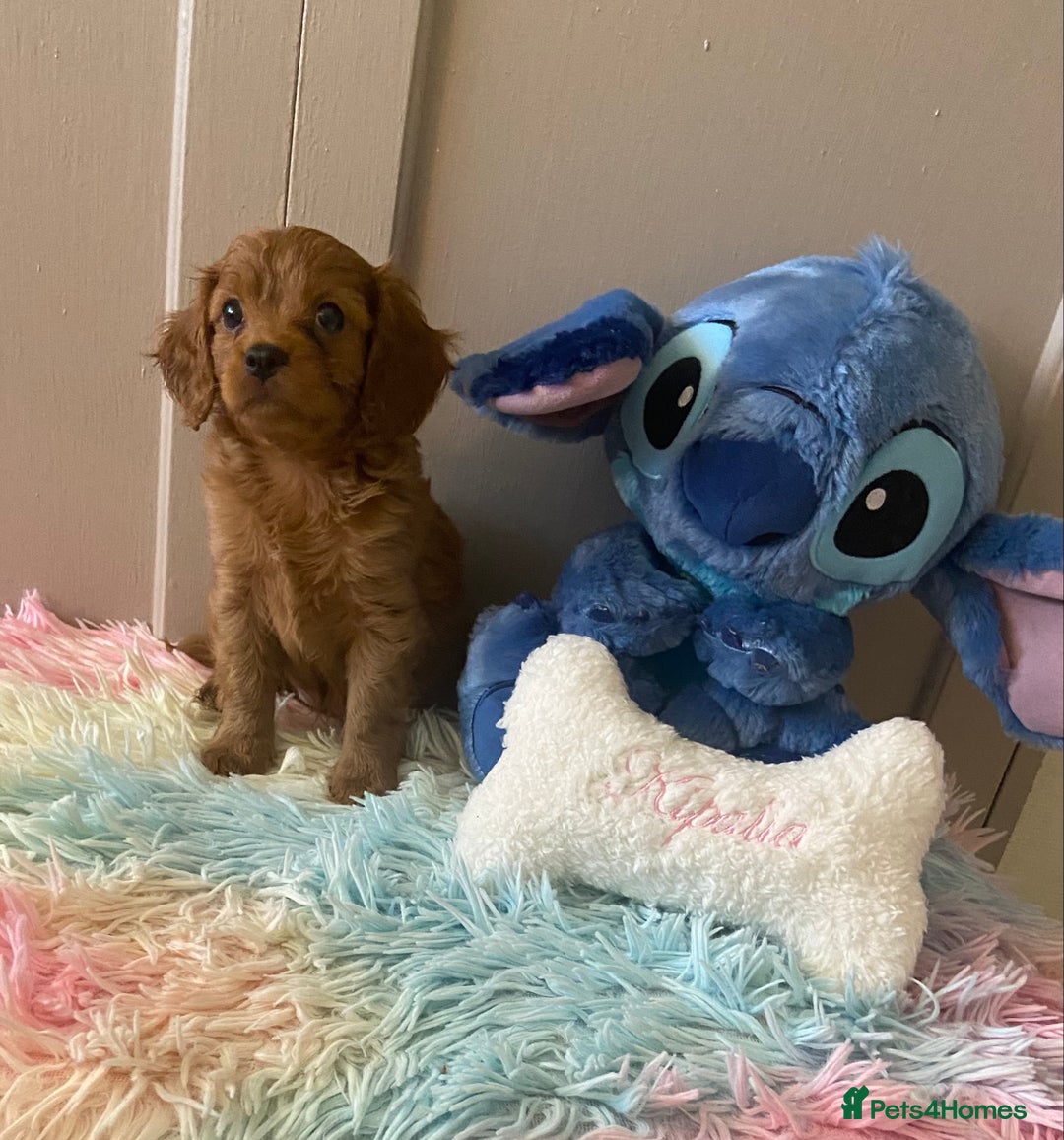 Cavapoo dogs for sale: Gorgeous F2 cavapoo girls - Image 4