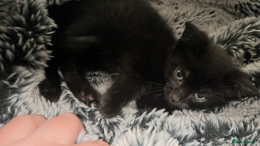 British Shorthair cats for sale: 2 kittens for rehoming - Image 6