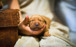 Labrador Retriever dogs for sale: Top Deep Red Quality Labrador KC Puppies - Image 2