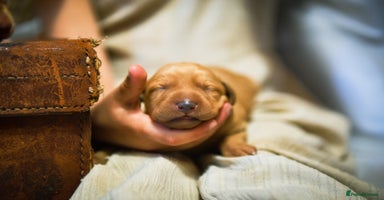 Labrador Retriever dogs - Advert 14