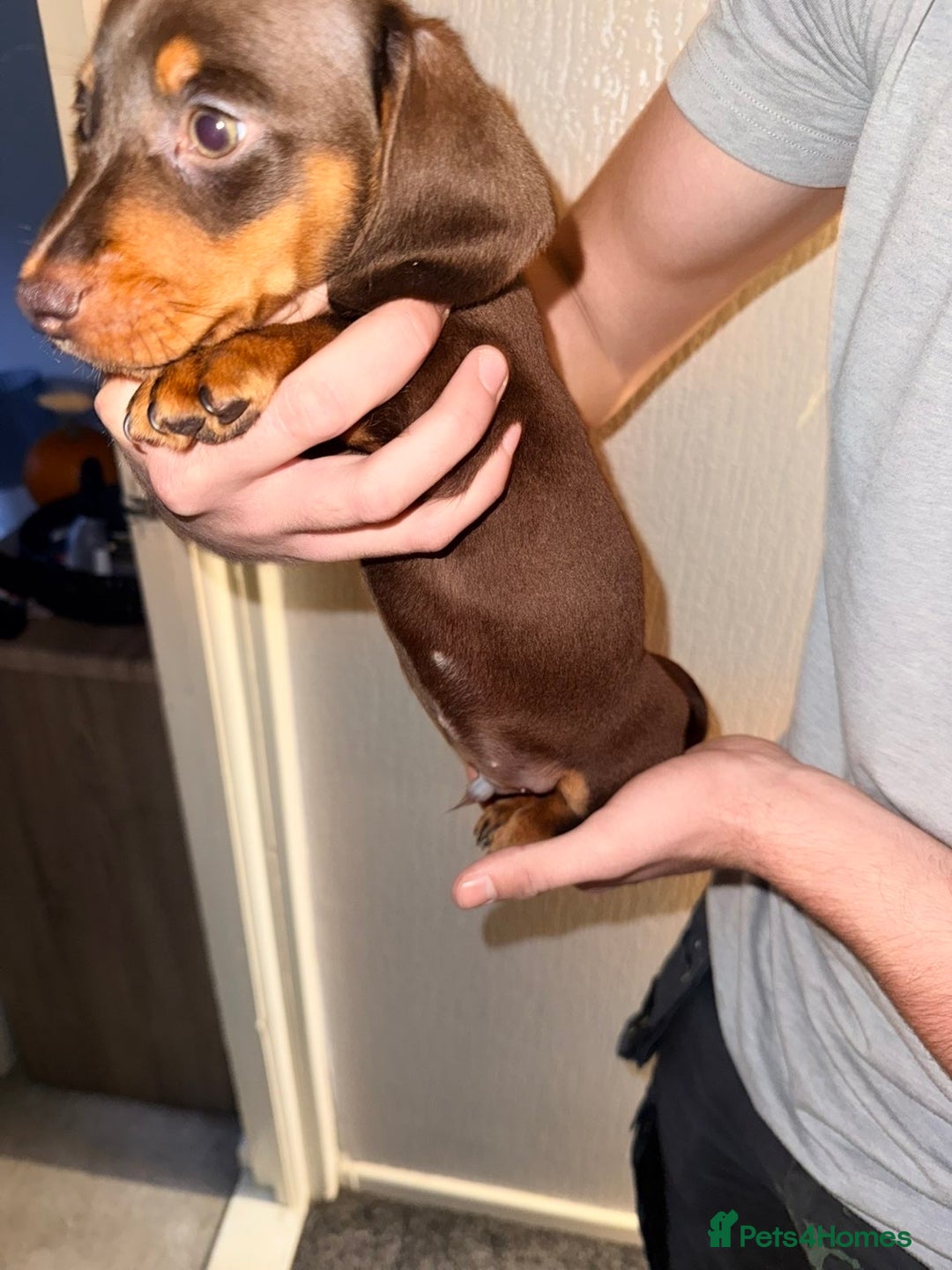 Miniature Dachshund dogs for sale: Miniature dachshunds for sale  - Advert 7
