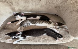 Oriental cats for sale: The Cutest Babies Hand Reared From 2 Weeks - Image 24