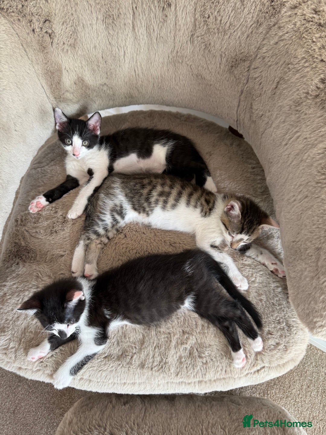 Oriental cats for sale: The Cutest Babies Hand Reared From 2 Weeks - Image 24