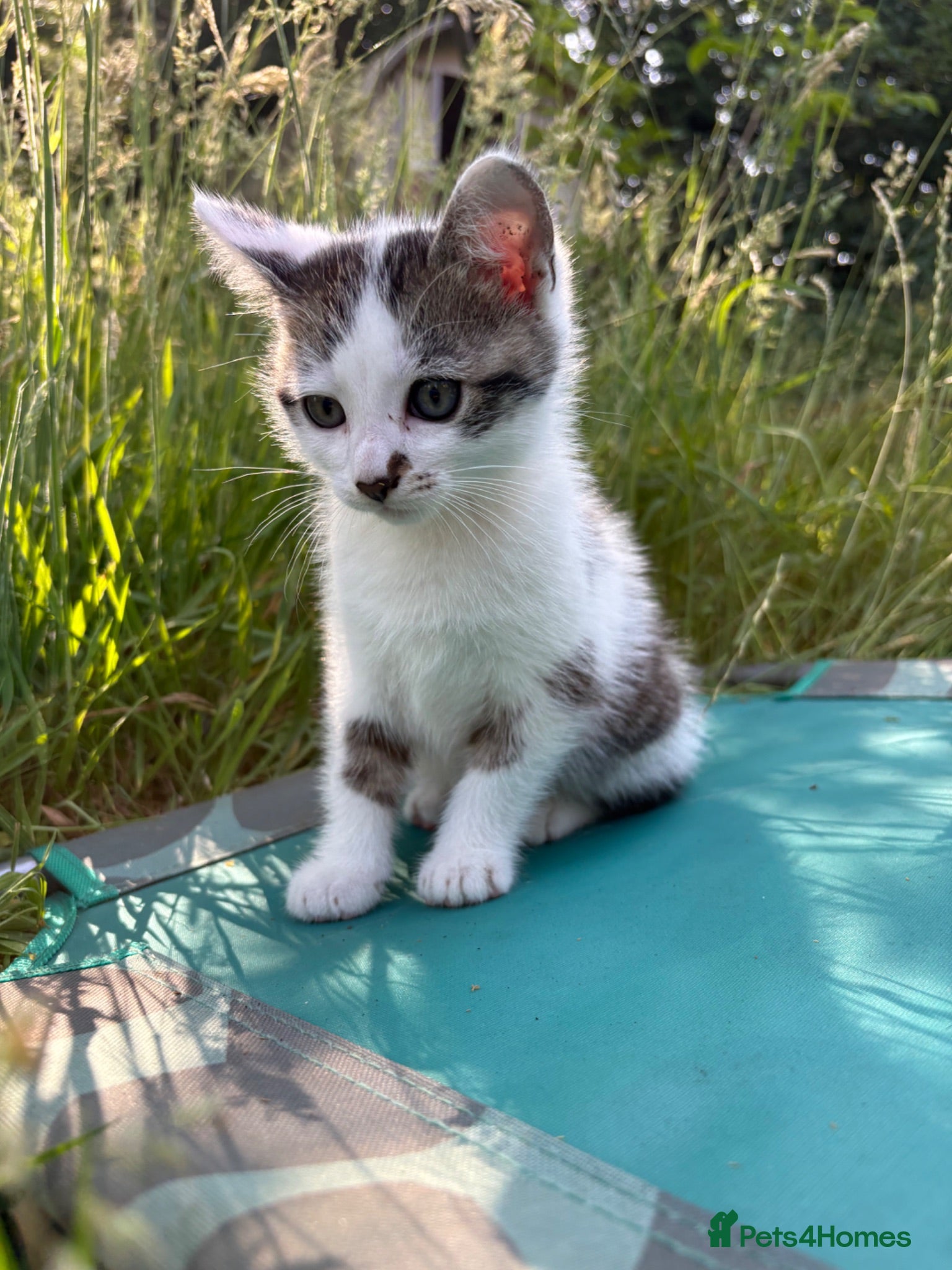 Domestic Shorthair cats Last lovely boy of a litter  - Advert 7