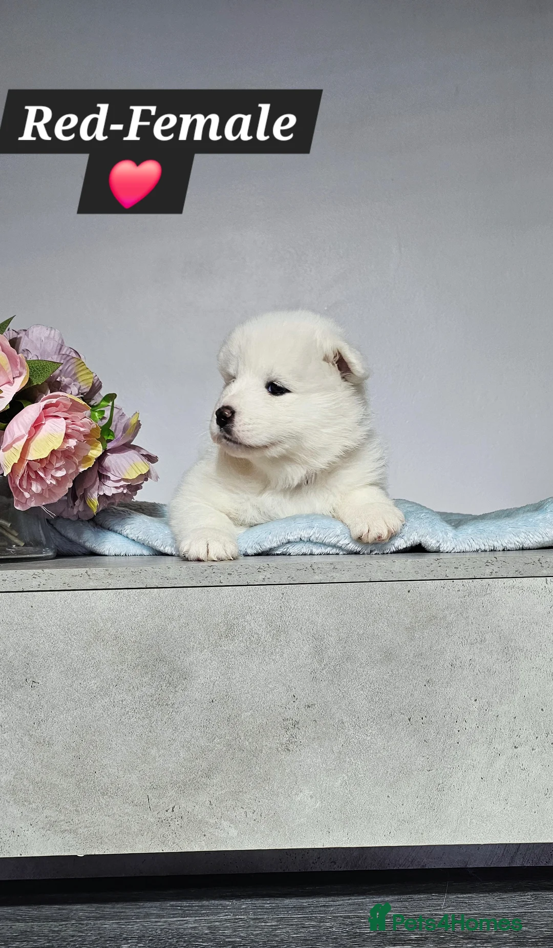Samoyed dogs for sale: ‼️KC Registered Puppies!!!‼️ - Advert 17