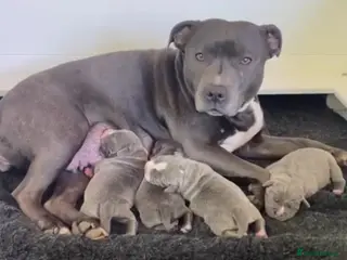 Staffordshire Bull Terrier dogs 1st Class 100%Staffy puppies Kc Reg - Advert 18