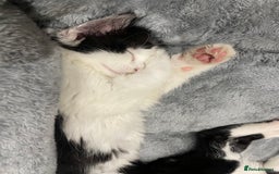 Mixed Breed cats for sale: Beautiful Playful Girl - Advert 5