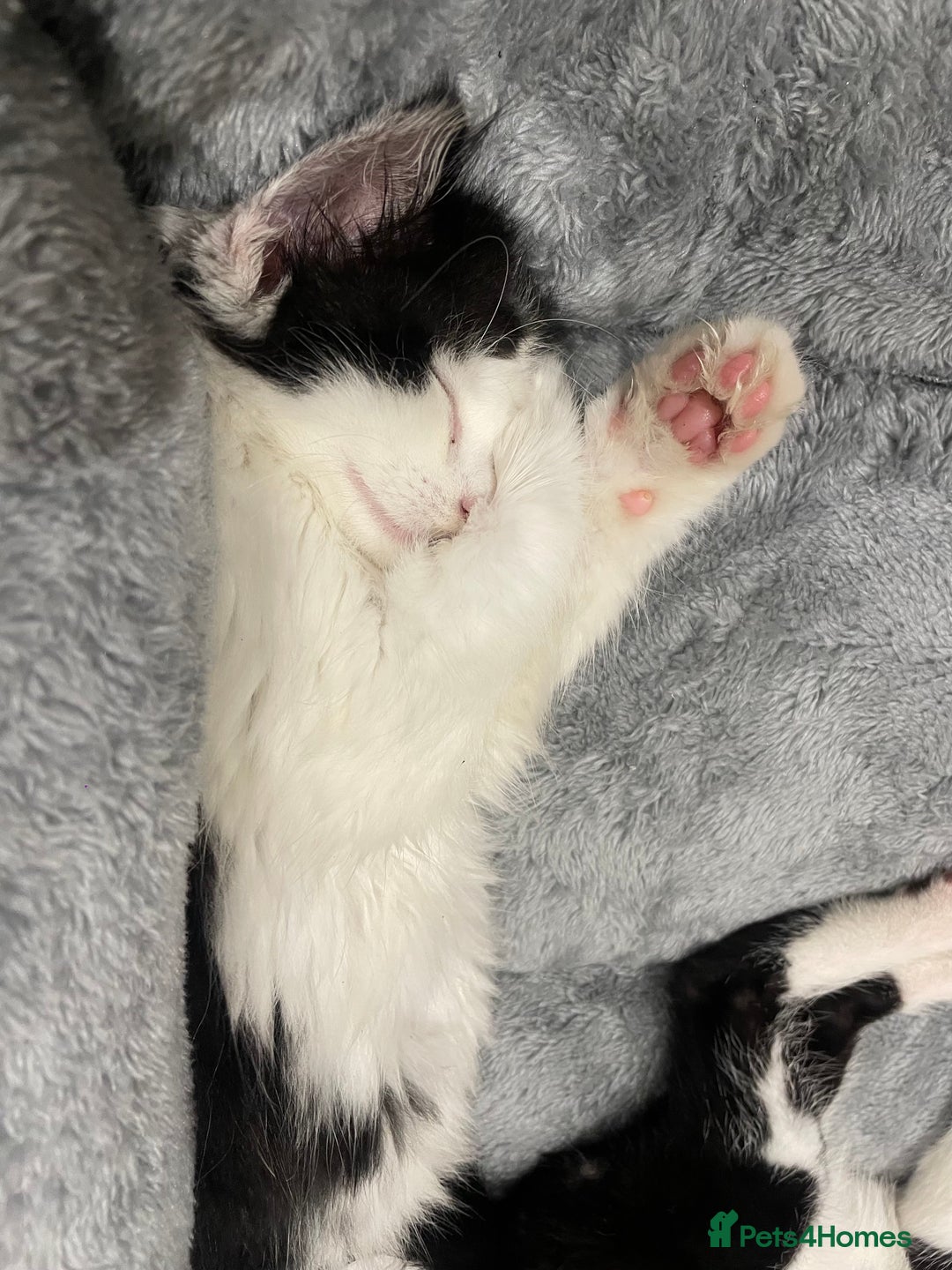 Mixed Breed cats for sale: Beautiful Playful Girl - Advert 5