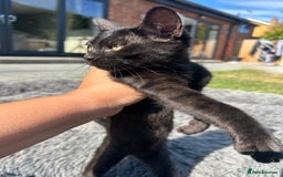 Bengal cats for sale: Two adorable Blue/Melanistic Bengal Kittens TICA  in Benfleet - Image 31