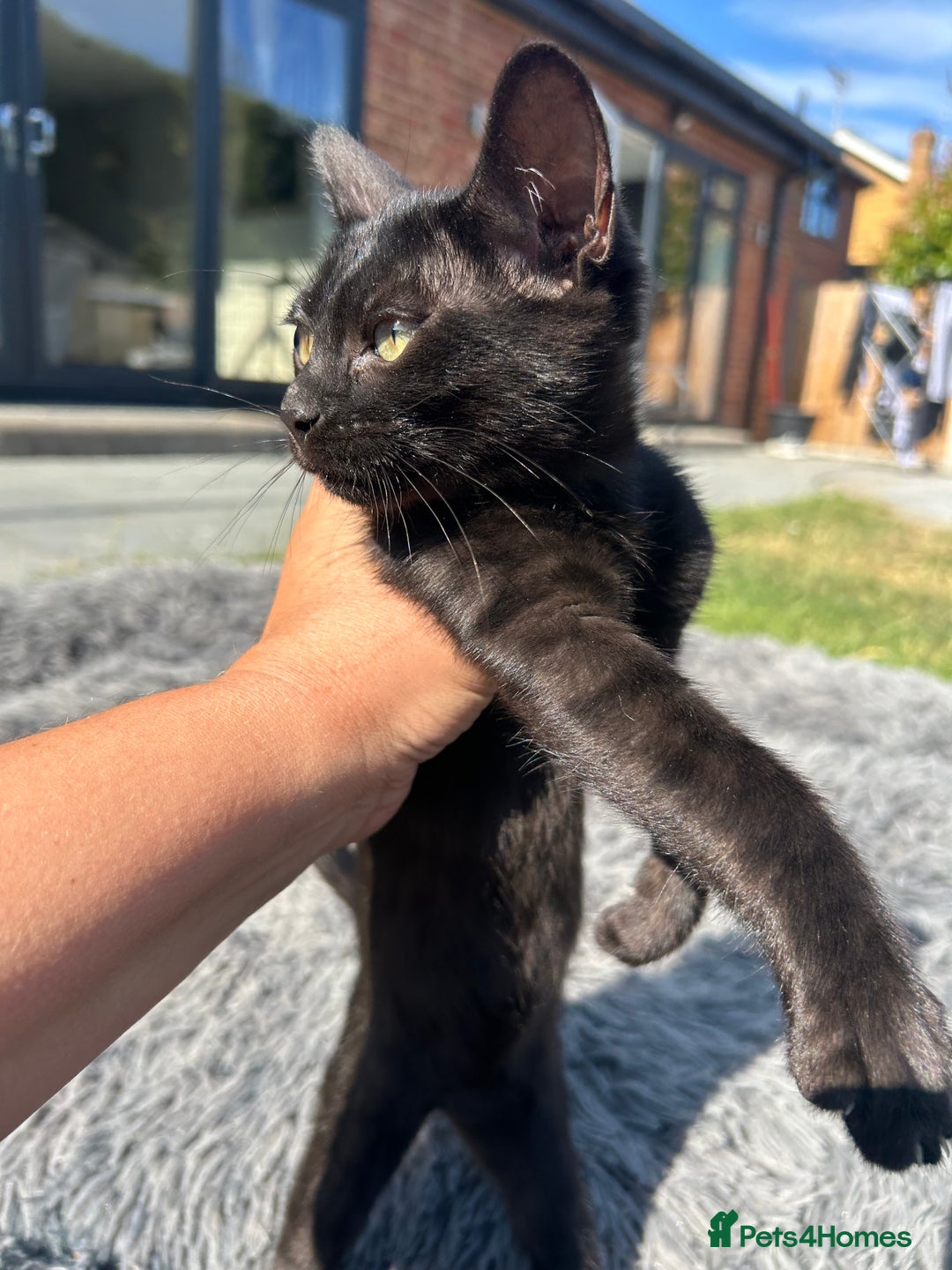 Bengal cats for sale: Two adorable Blue/Melanistic Bengal Kittens TICA  in Benfleet - Image 31