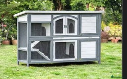 English Lop rabbits for sale: 2 1 year old rabbits and hutch - Image 2