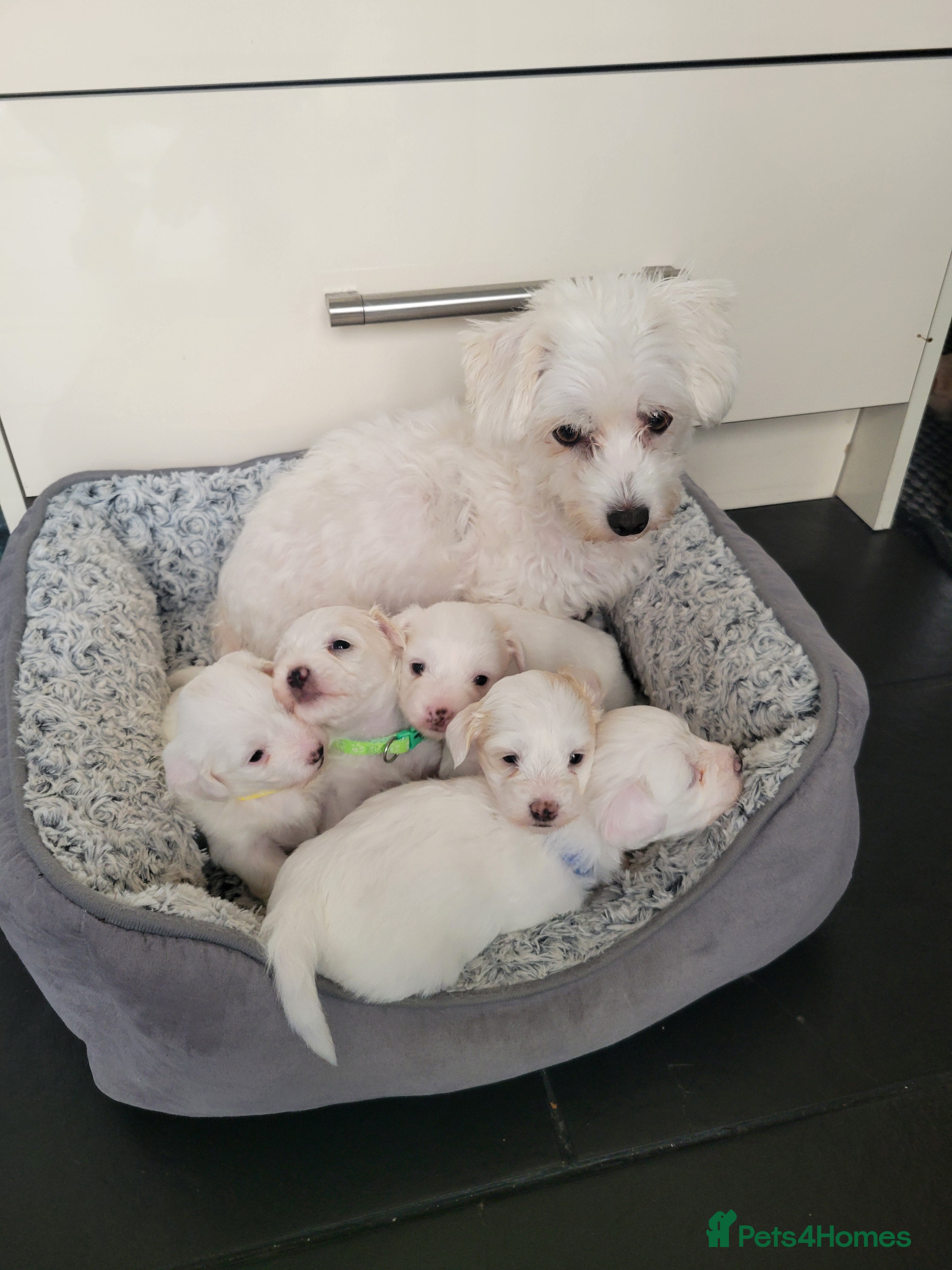 Bichon Frise dogs Bichon maltese mini - Advert 14