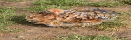 Chickens poultry for sale: Pekin Bantam pullets - Advert 4