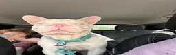 French Bulldog dogs for sale: Male frenchie - Advert 4
