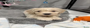 Maltipoo 1
