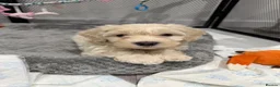 Maltipoo dogs for sale: Stunning Maltipoo Puppies  - Advert 30