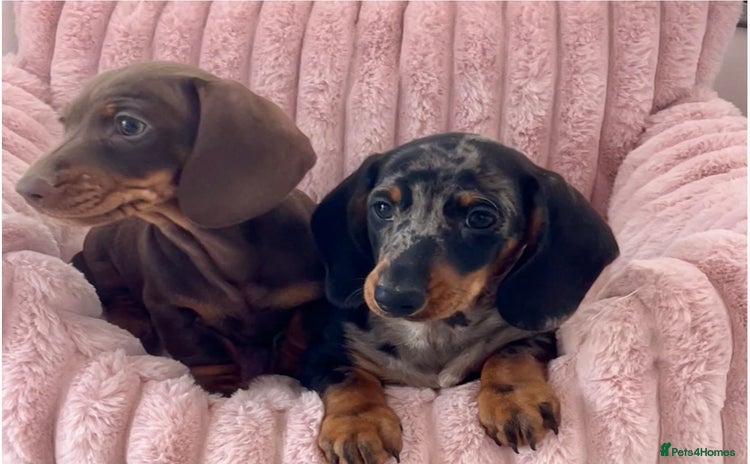 Dachshund dogs - Advert 4