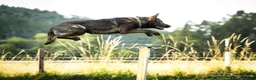 German Shepherd dogs for sale: Exceptional KC Reg Czech Working Line GSD Puppies - Advert 31