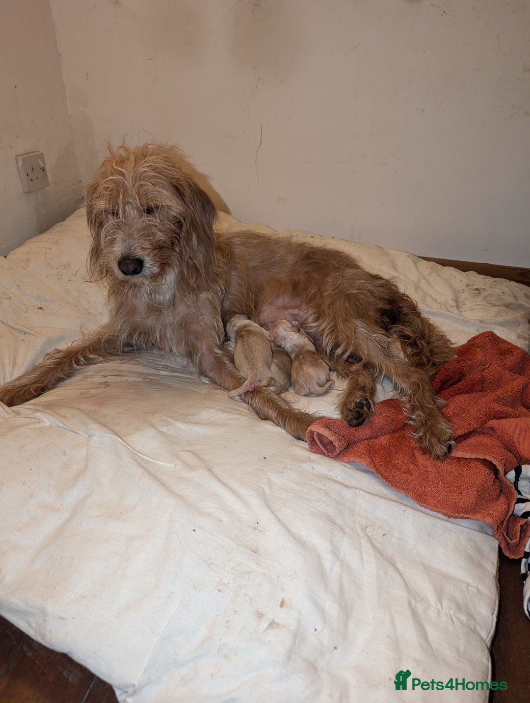 Cockapoo dogs for sale: Cockapoo x - Image 15