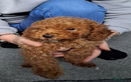 Cockapoo dogs for sale: Stunning toy cockapoo - Image 1