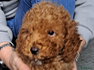 Cockapoo dogs - Advert 12