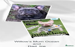 French Bulldog dogs for sale: 2 🟪 French bulldog mums carries fluffy‼️Ready now - Advert 23