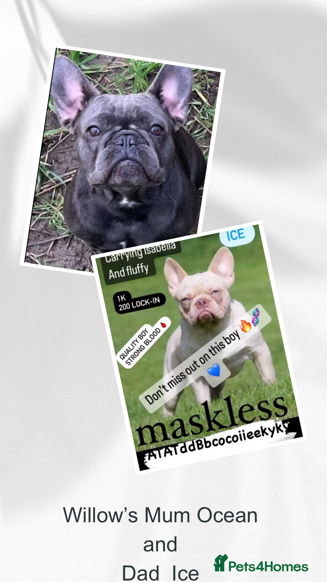 French Bulldog dogs for sale: 2 🟪 French bulldog mums carries fluffy‼️Ready now - Advert 23