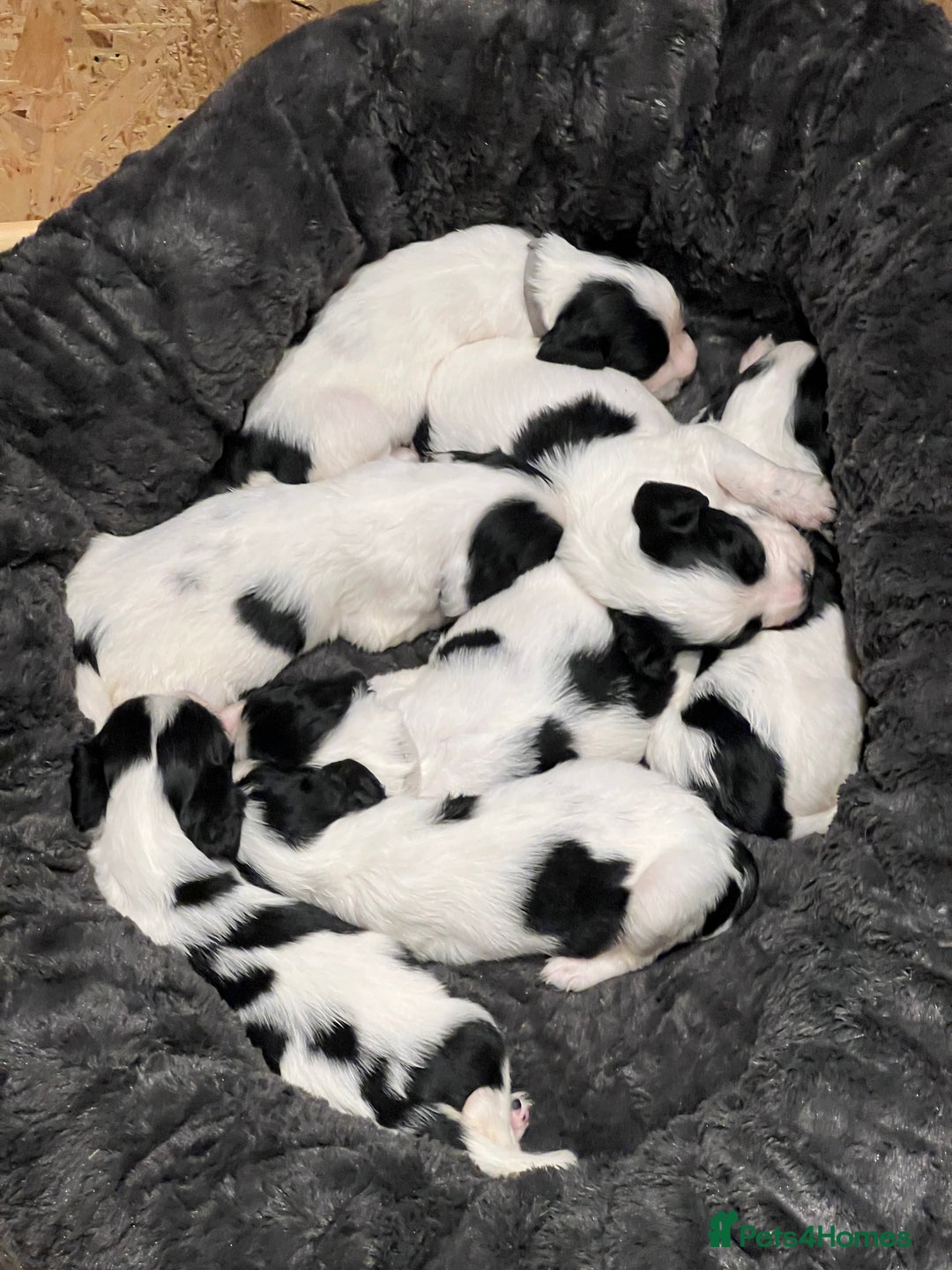 Sprocker dogs for sale: Black and white Sprockers looking for homes  - Image 1