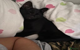British Shorthair cats for sale: 3 kittens for sale - Image 7