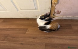 Mixed Breed cats for sale: Kittens  - Image 6