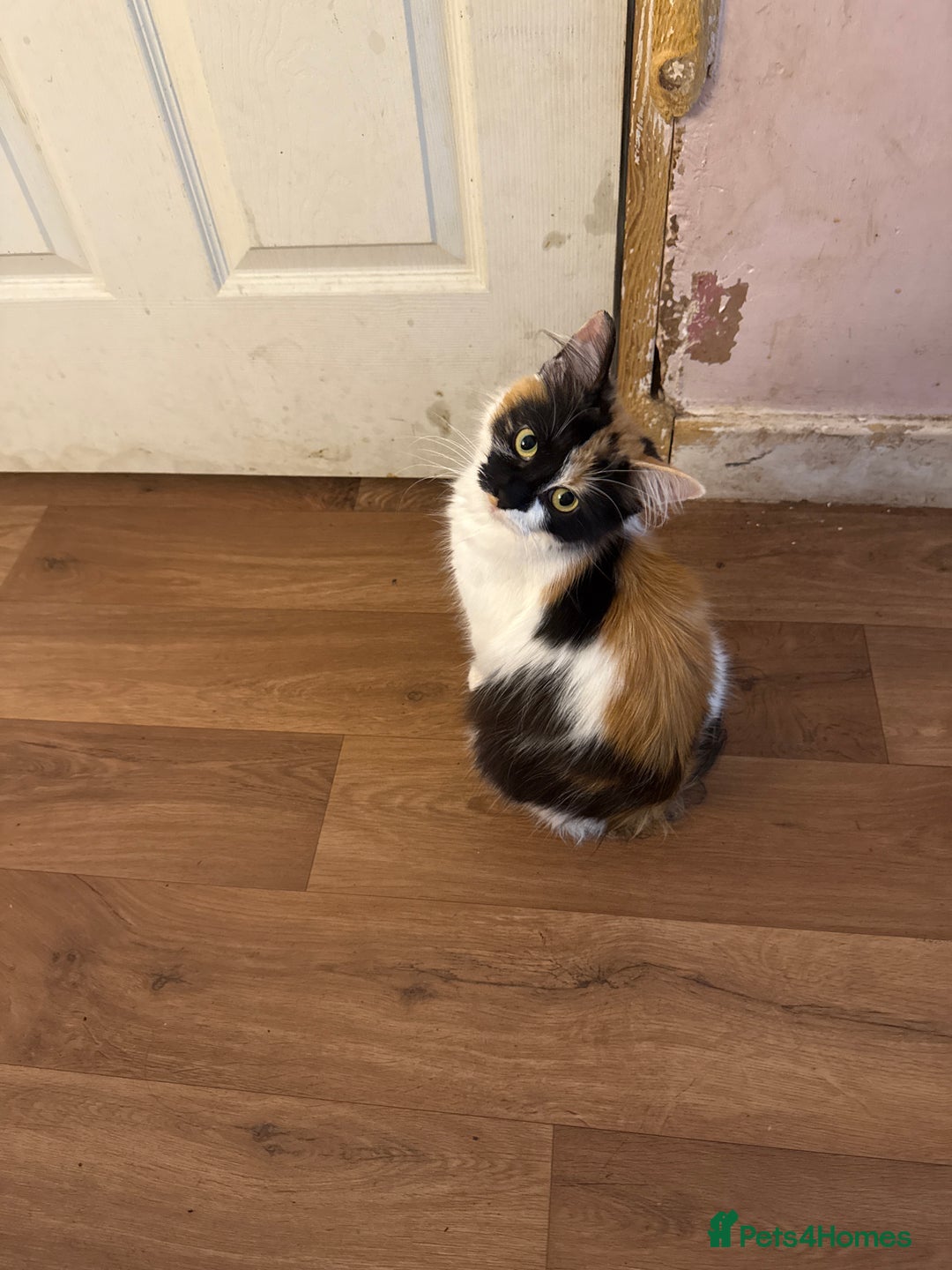 Mixed Breed cats for sale: Kittens  - Image 6