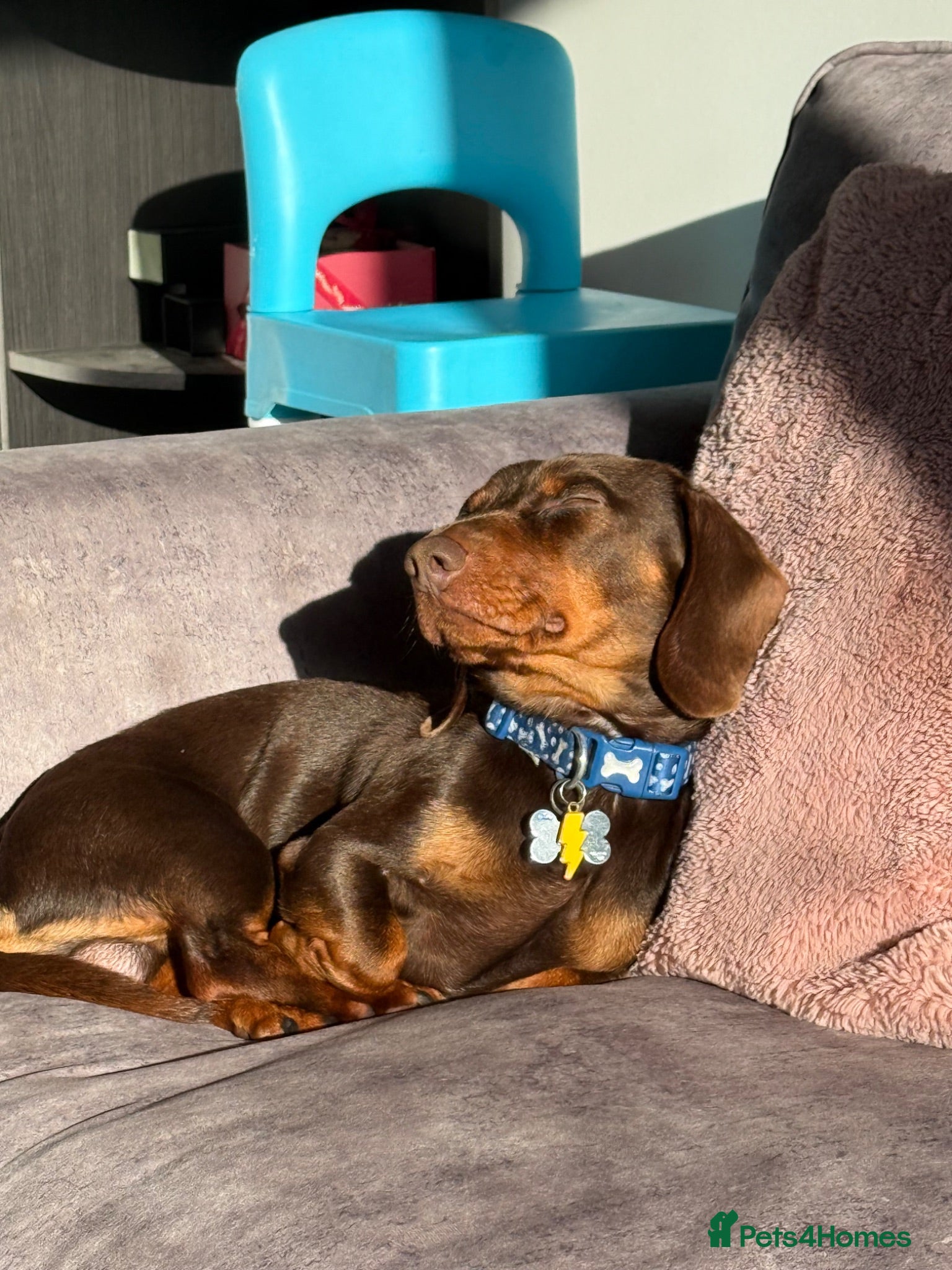 Miniature Dachshund dogs Milo mini dachshund  - Advert 4