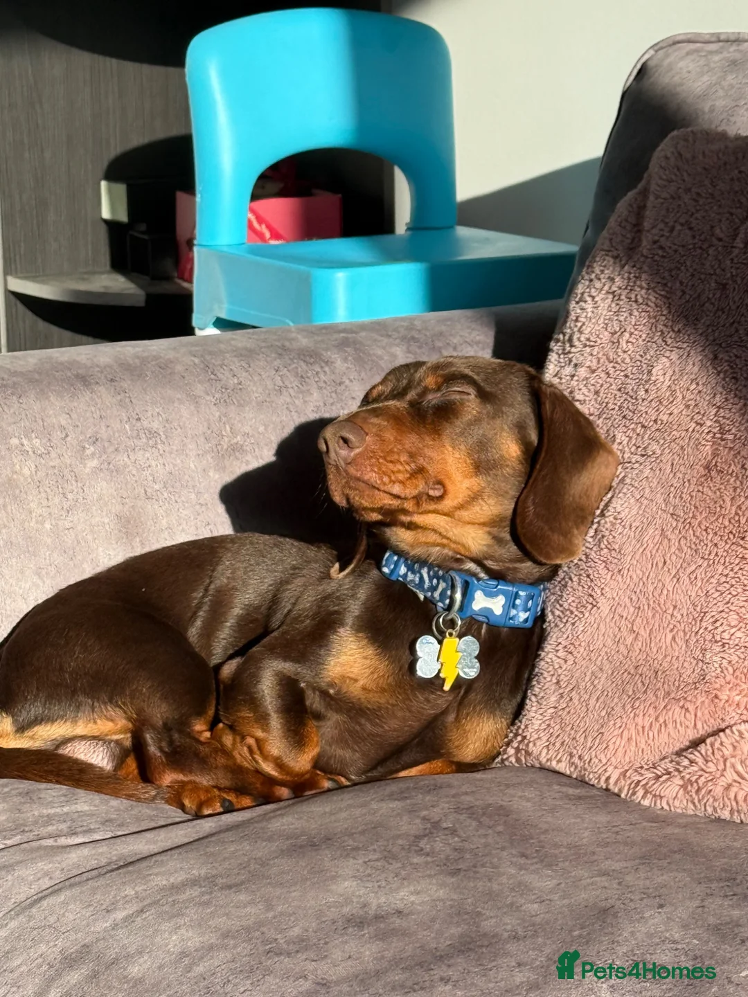 Miniature Dachshund dogs for sale: Milo mini dachshund  - Advert 1