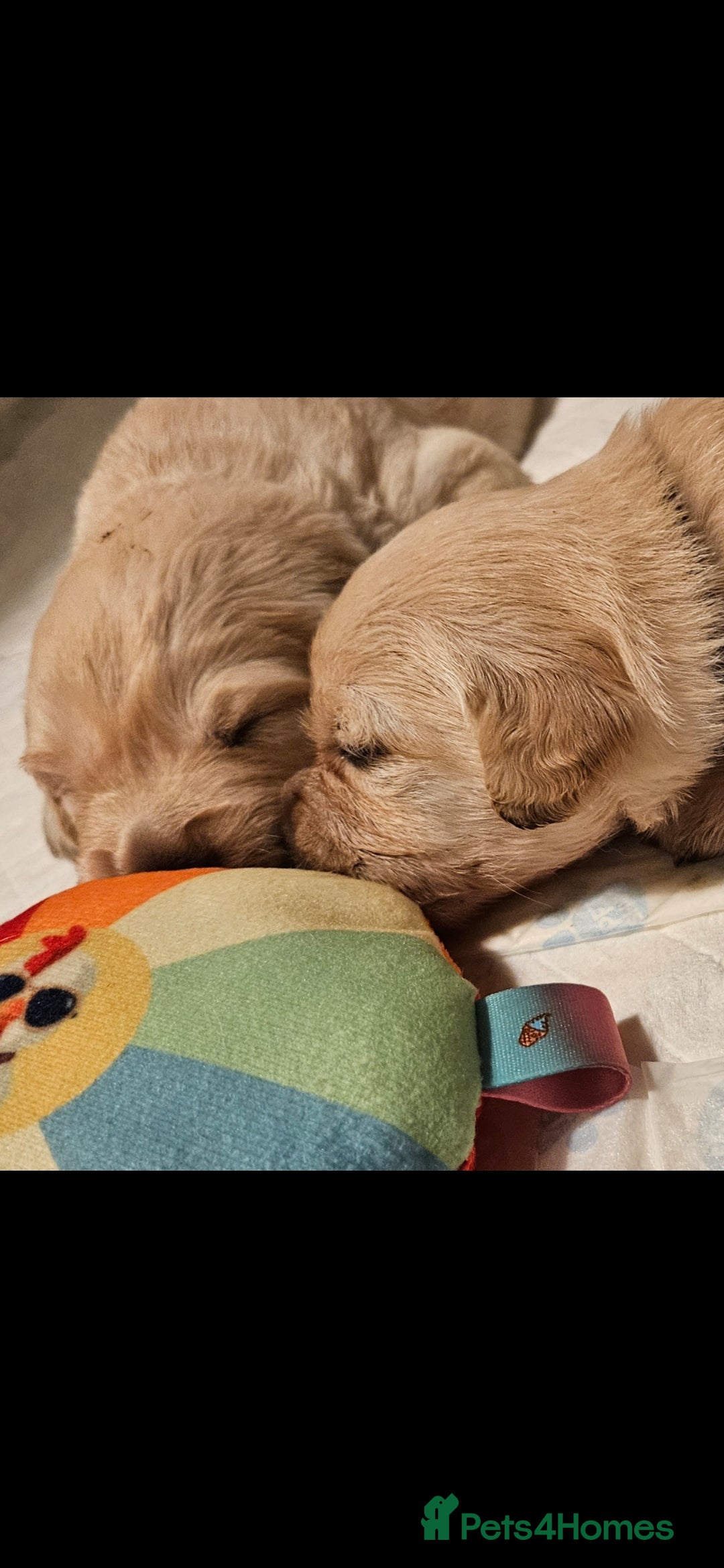 Golden Retriever dogs for sale: Beautiful chunky cream/golden retrievers  - Image 8