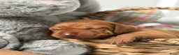 Hungarian Vizsla dogs for sale: Dual purpose Hungarian wirehaired Vizsla puppies - Advert 20