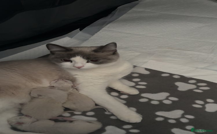 Ragdoll cats - Advert 1