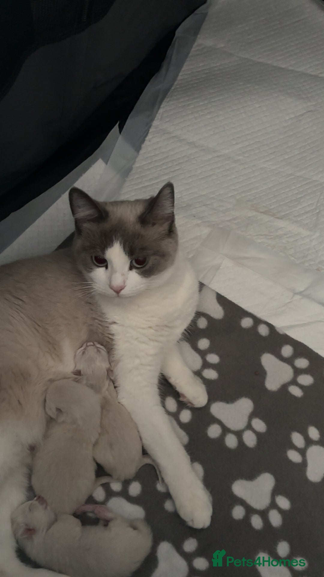 Ragdoll cats for sale: Ragdoll kittens  - Image 1