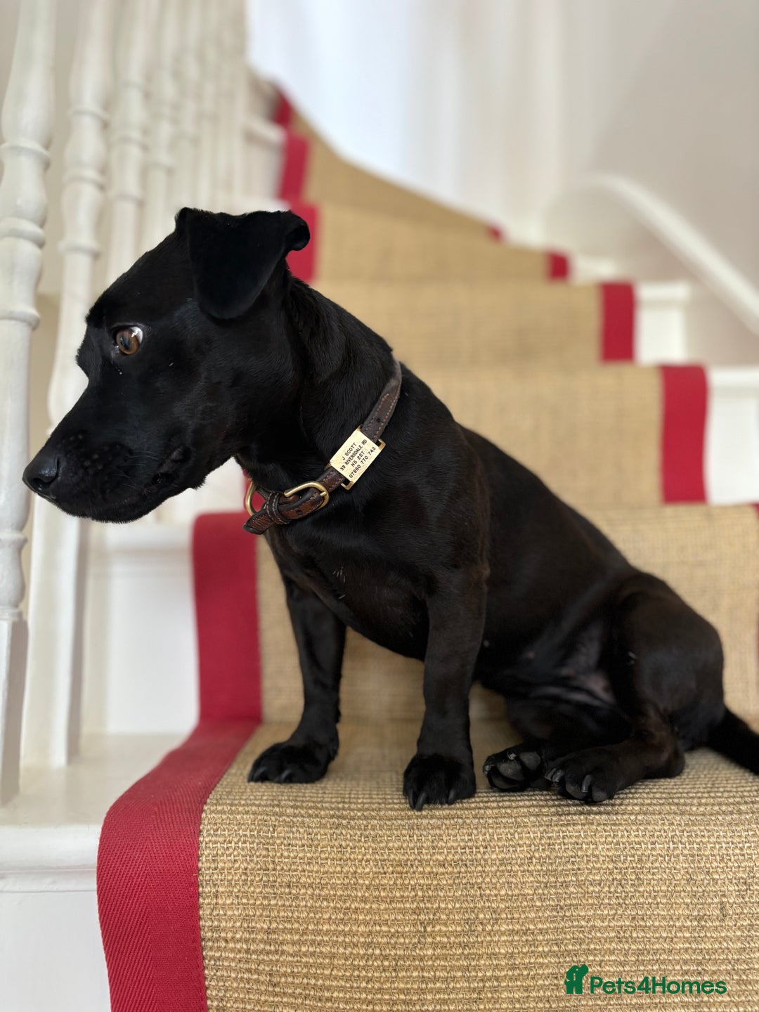 Patterdale Terrier dogs for sale: Patterdale Terrier 5 years F - Image 4
