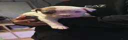 American Bulldog dogs for sale: 🐾 AMERICAN BULLDOG PUPPIES 🐾 in Stockport - Advert 10