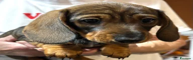 Miniature Dachshund 4