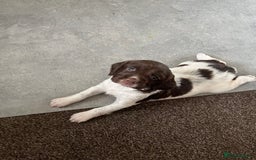 English Springer Spaniel dogs for sale: KC English springer spaniel puppies  - Image 26