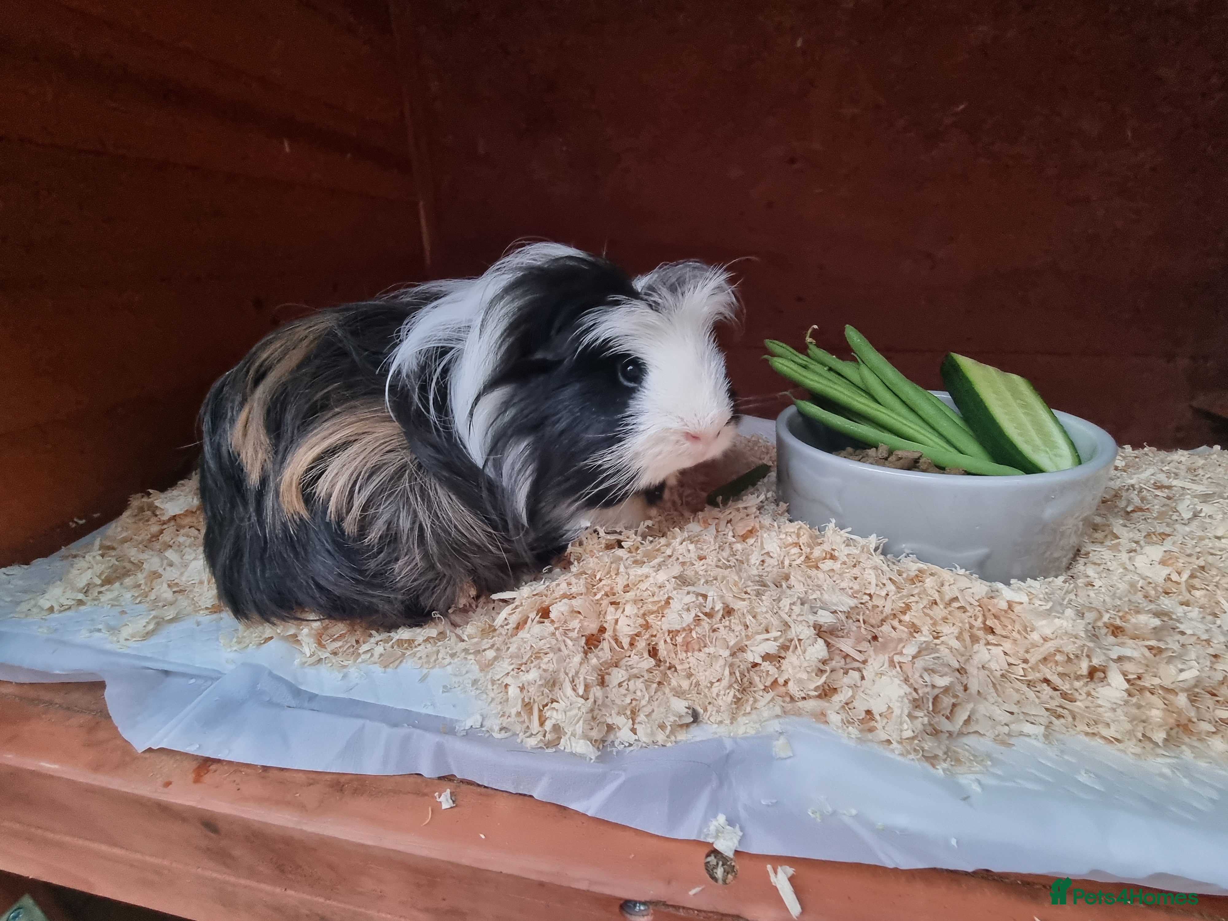 Guinea Pig rodents 2x male Guinea pigs and hutch - Advert 1