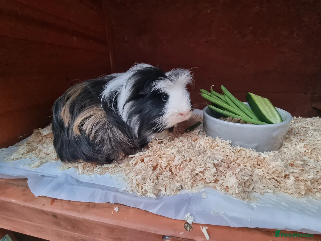 Guinea Pig rodents for sale: 2x male Guinea pigs and hutch - Advert 1