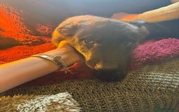 Mixed Breed dogs for sale: Dutch herder x German Shepherd pups - Image 29