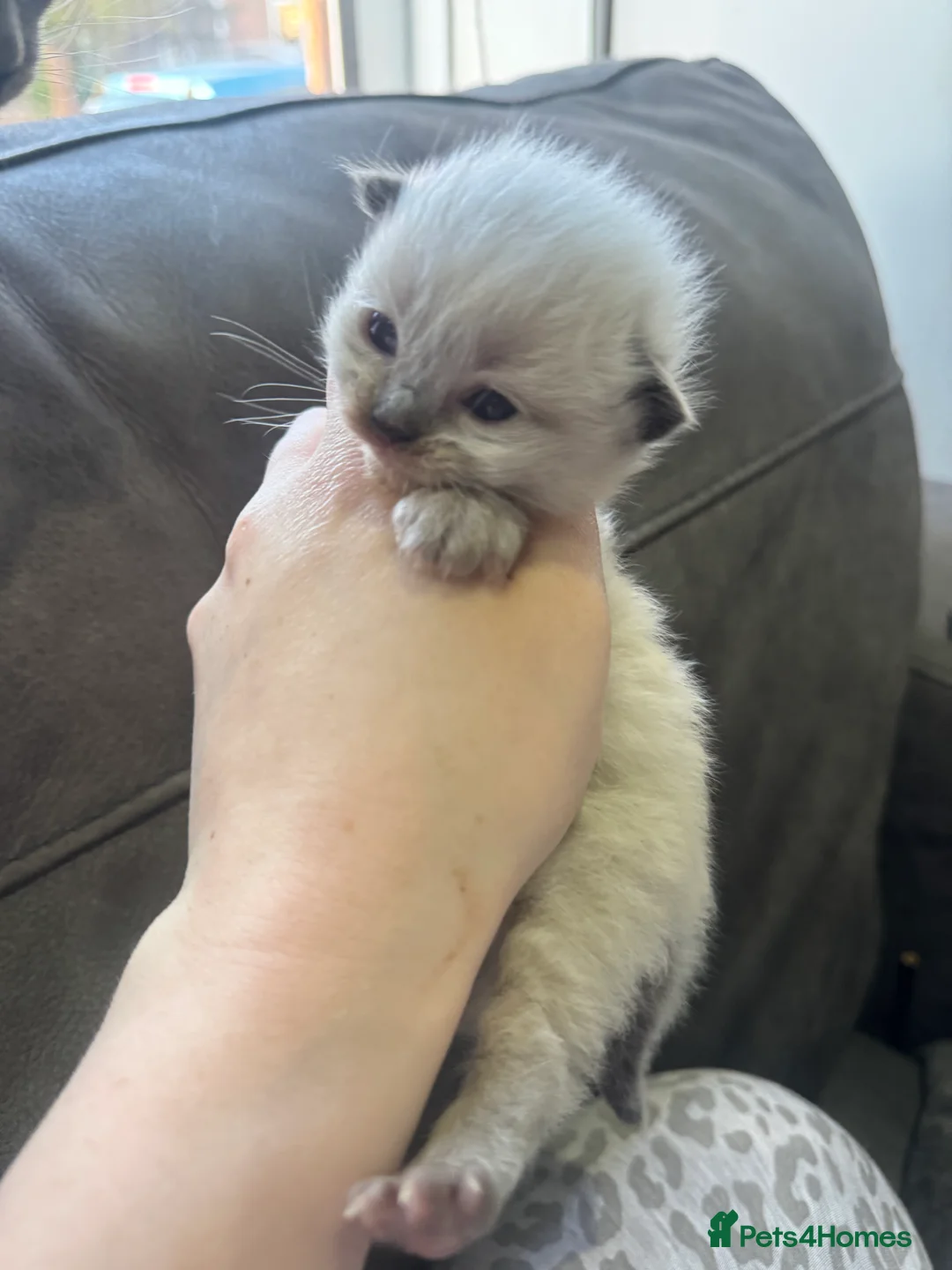 Ragdoll cats for sale: Beautiful ragdoll kittens  in Bolton - Advert 41