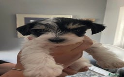 Schnoodle dogs for stud: STUNNING CHOC/WHITE MIN SCHNAUZER AT STUD in Coventry - Image 15